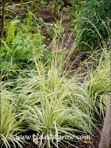Variegated Purple Moor Grass (Molinia caerulea) 
This plant was growing in a shaded spot.